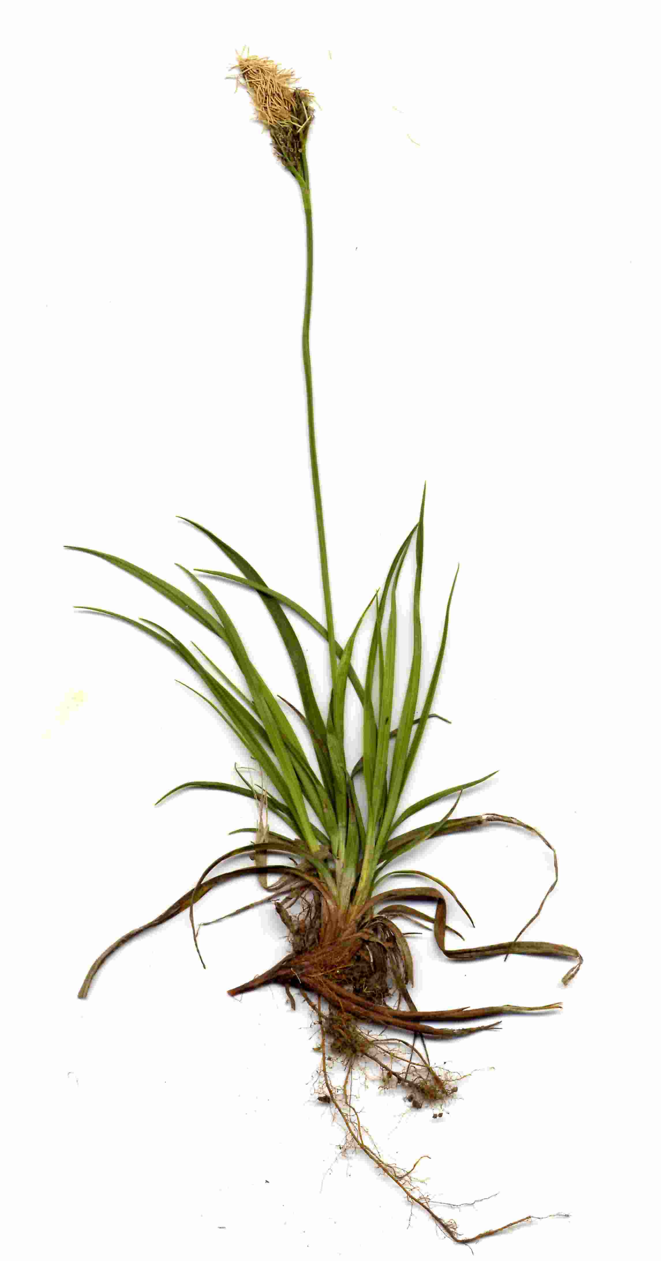 Carex caryophyllea 1