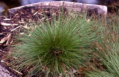 Carex davalliana 1