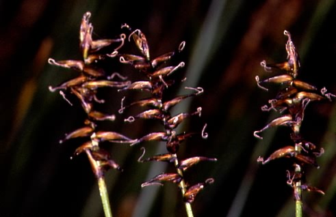Carex davalliana 2