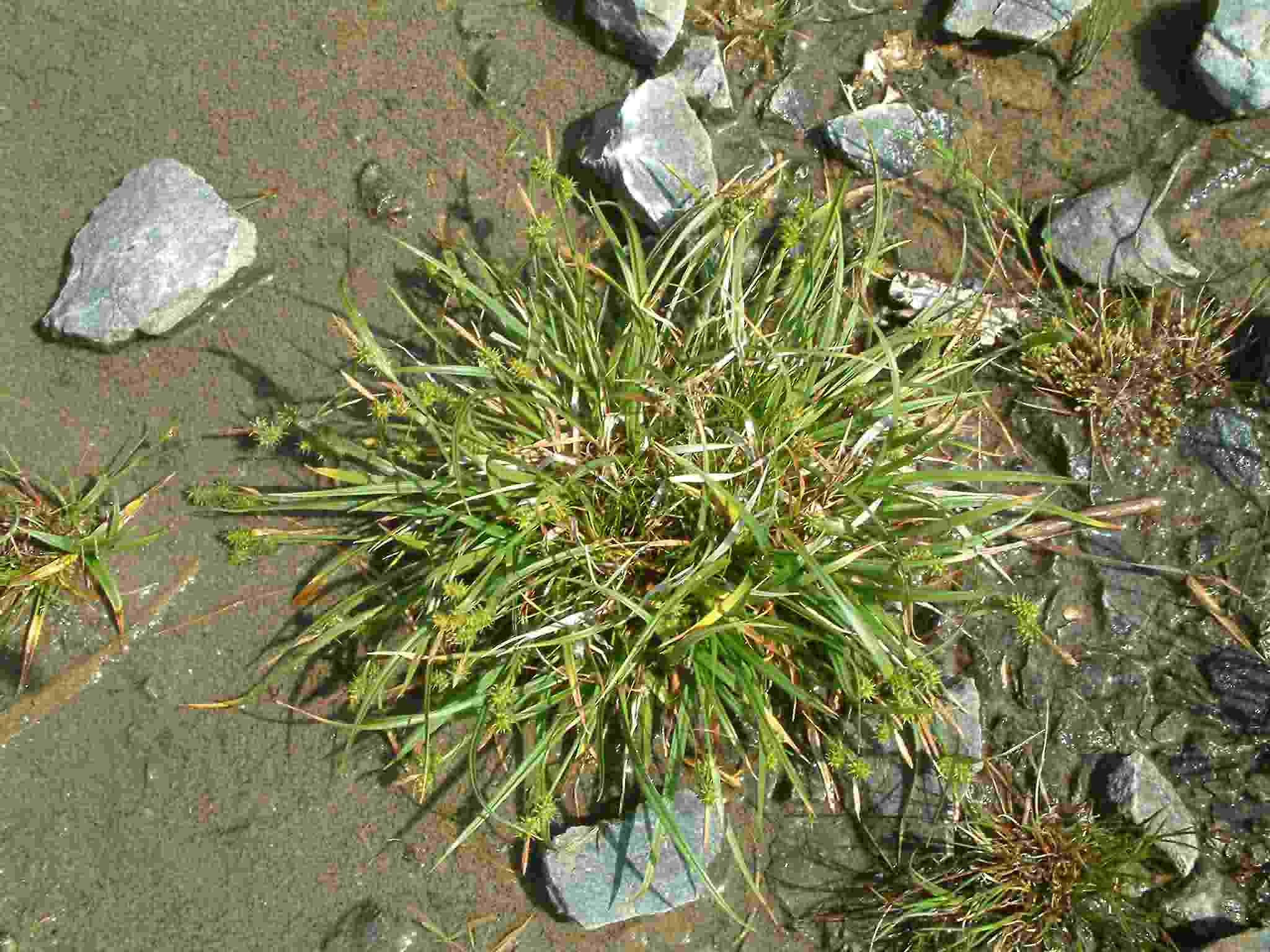 Carex demissa 1