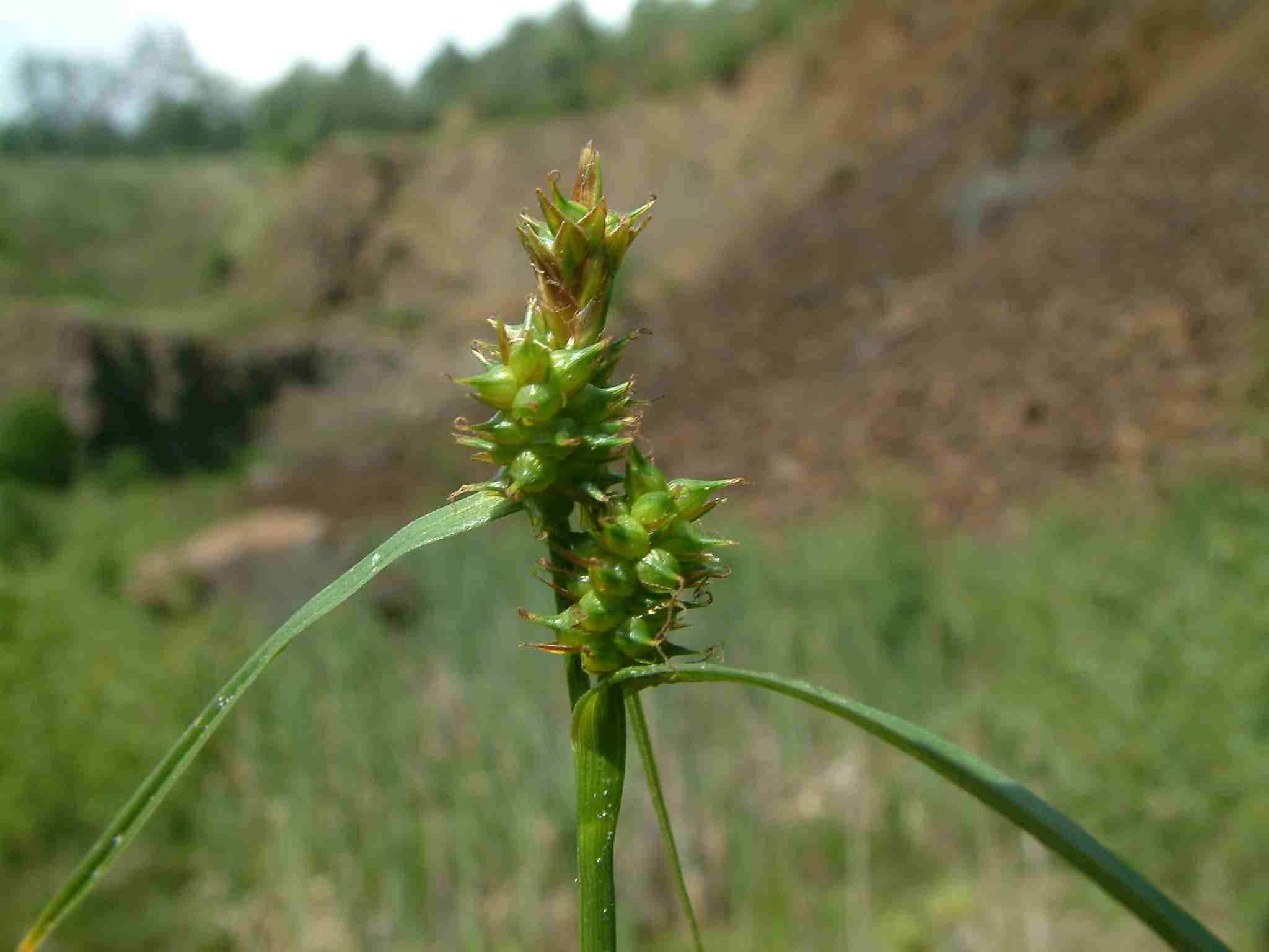 Carex demissa 2