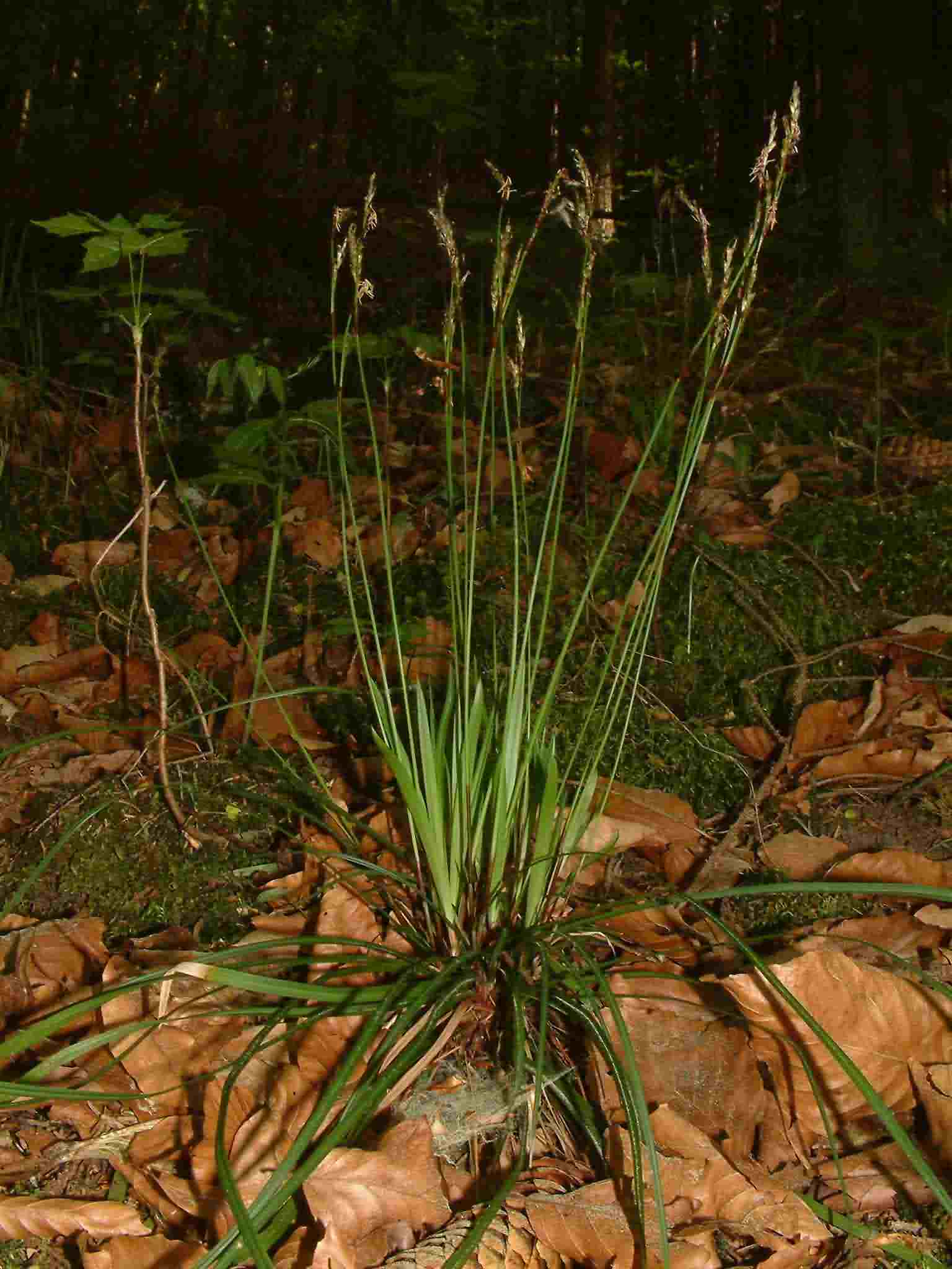 Carex digitata 1