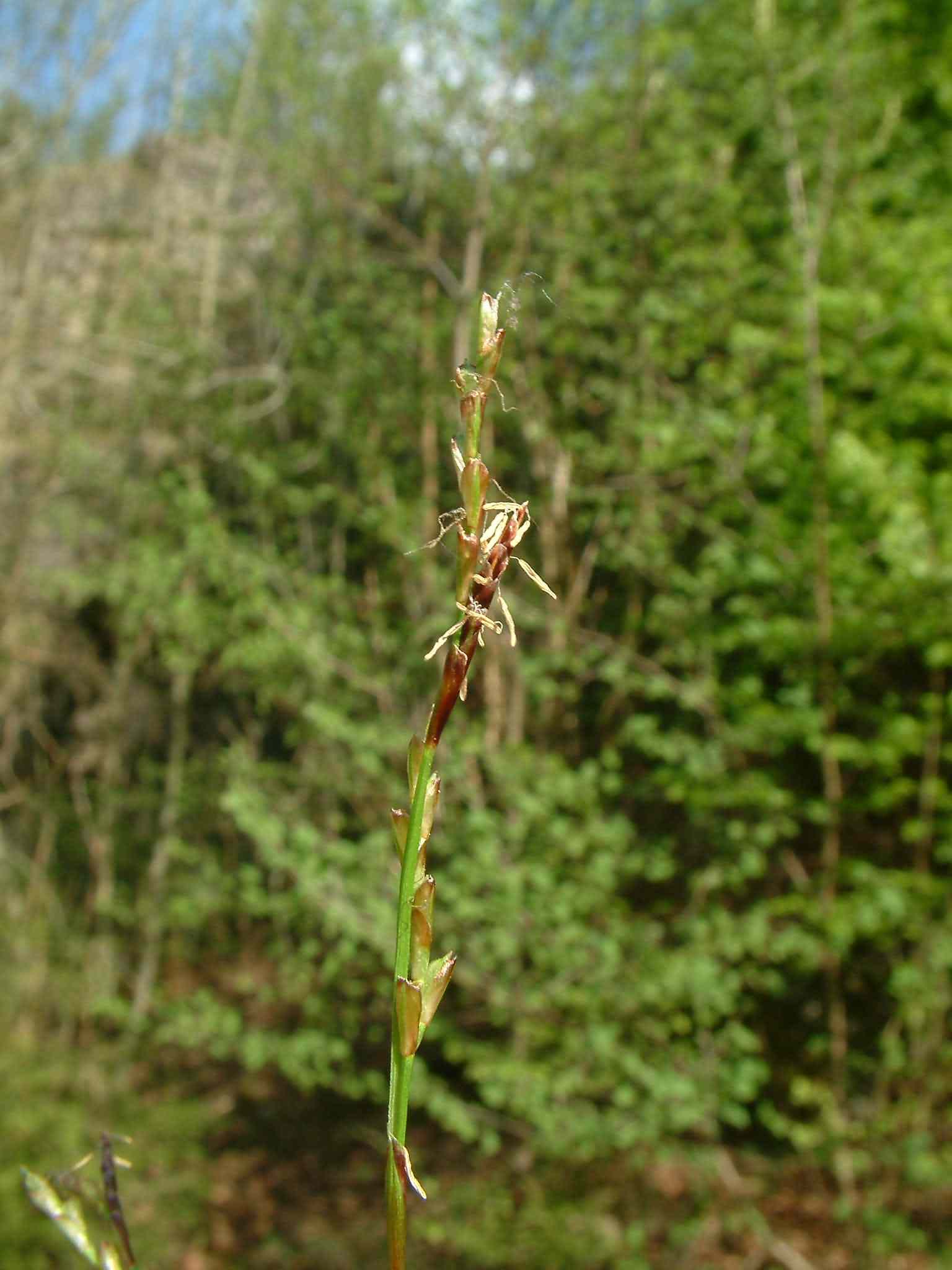 Carex digitata 4