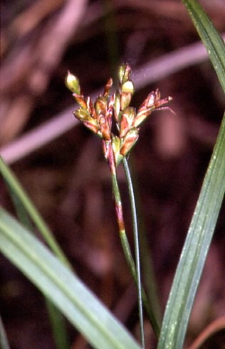 Carex digitata 3