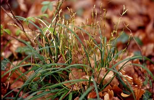 Carex digitata 2