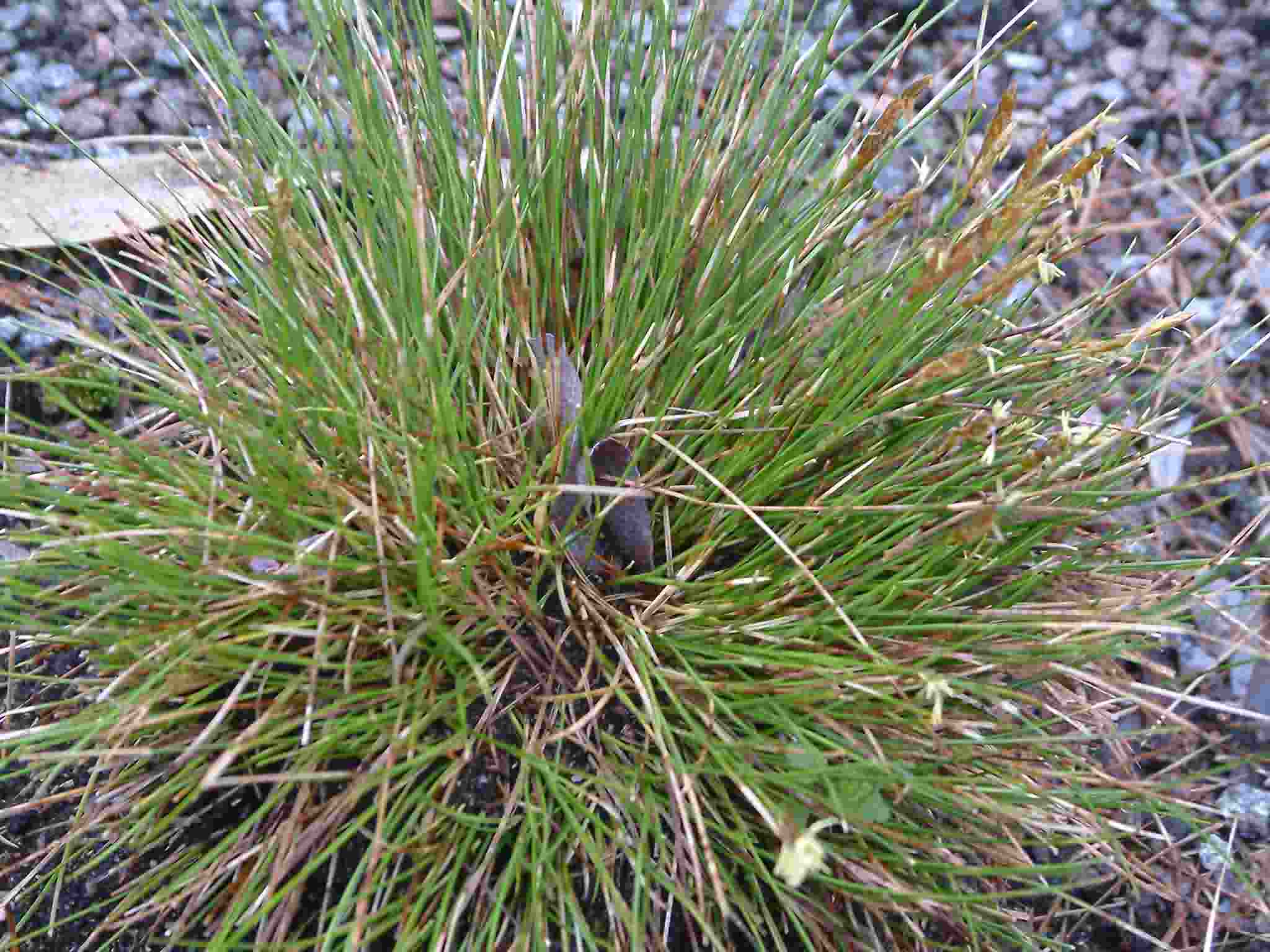 Carex dioica