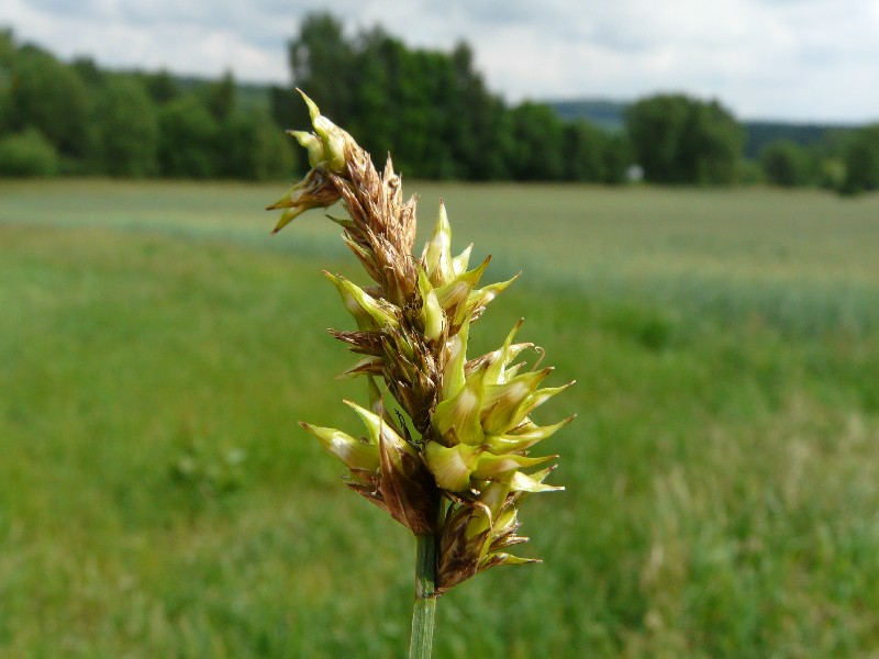 Carex disticha 2