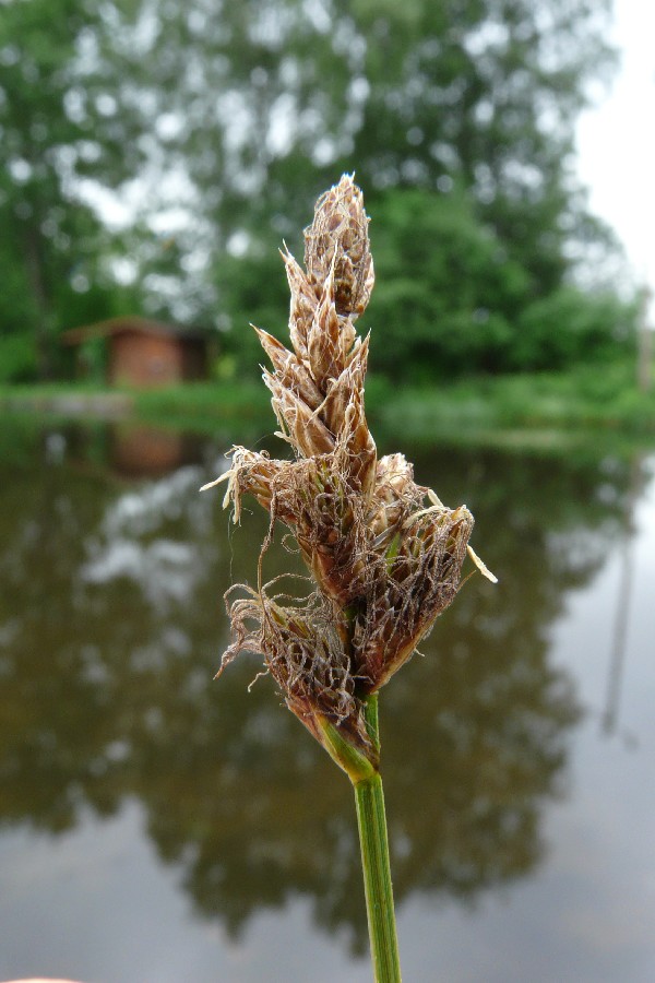 Carex disticha 3