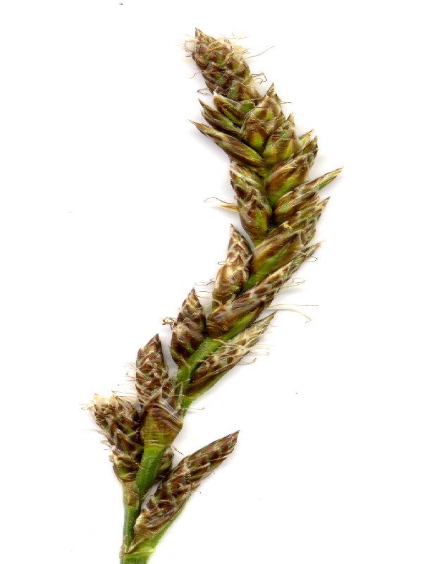 Carex disticha 1