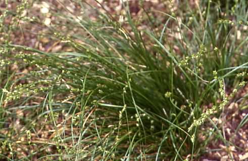 Carex divulsa 1