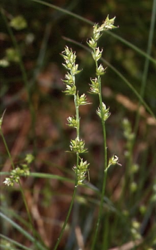 Carex divulsa 2