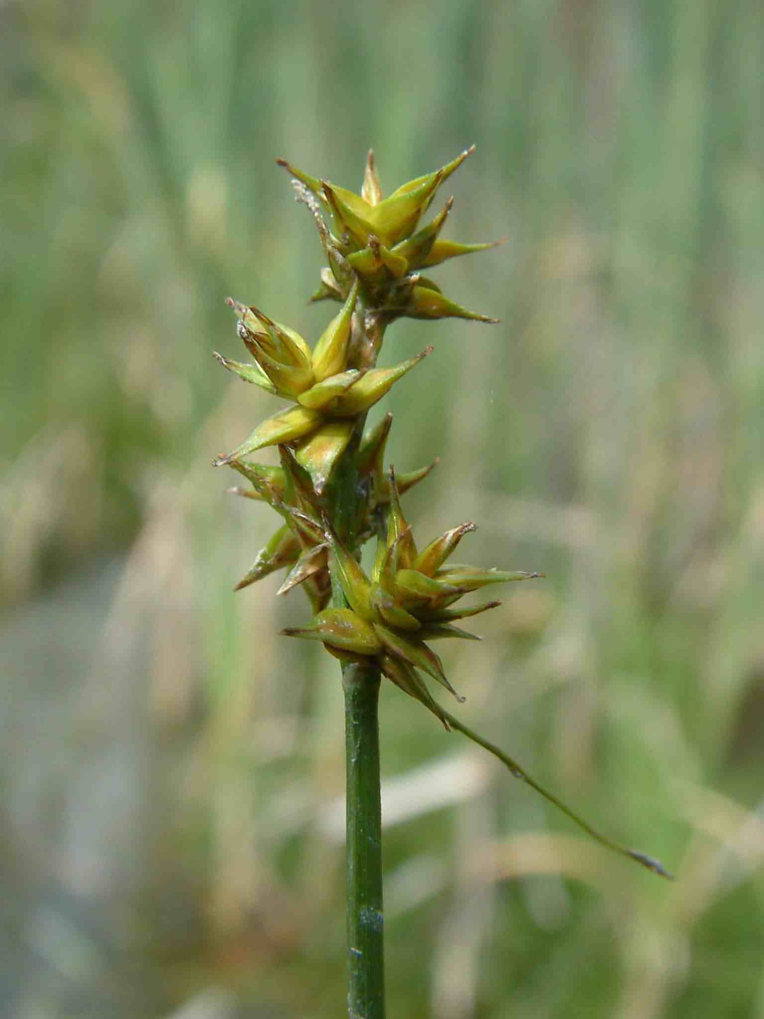 Carex echinata 2