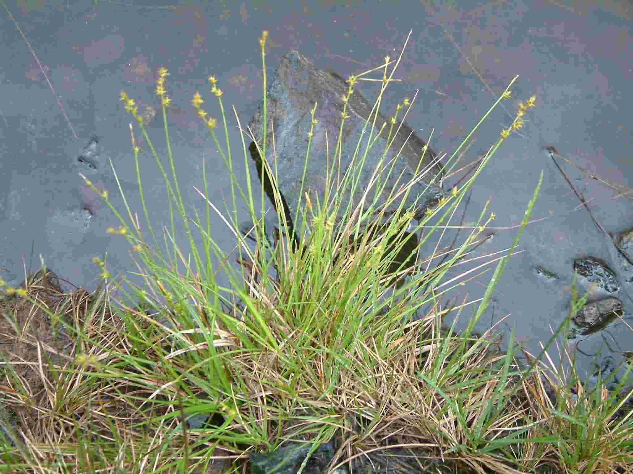 Carex echinata 1