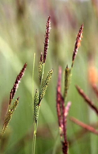 Carex elata 2