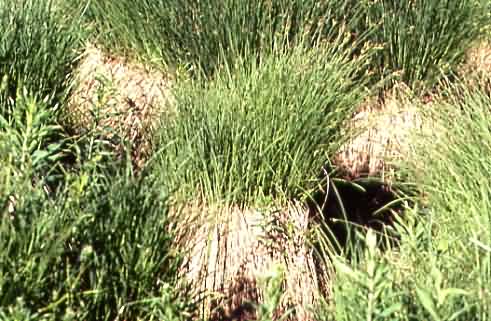 Carex elata 1