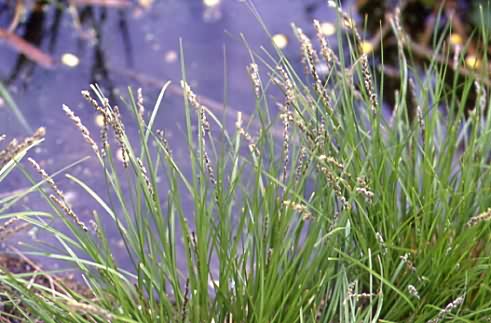 Carex elongata 1