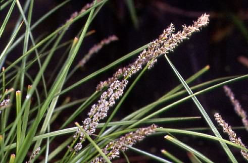 Carex elongata 2
