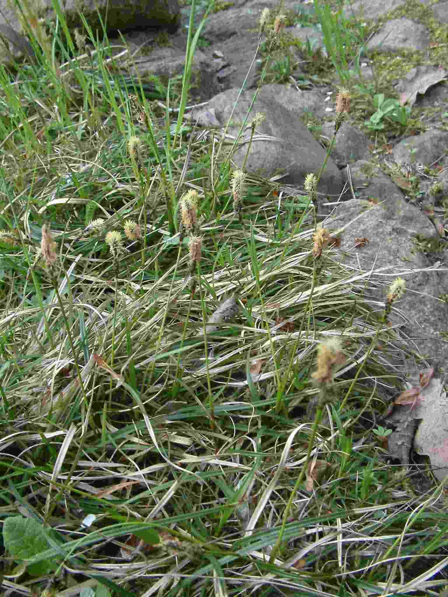 Carex ericetorum 1