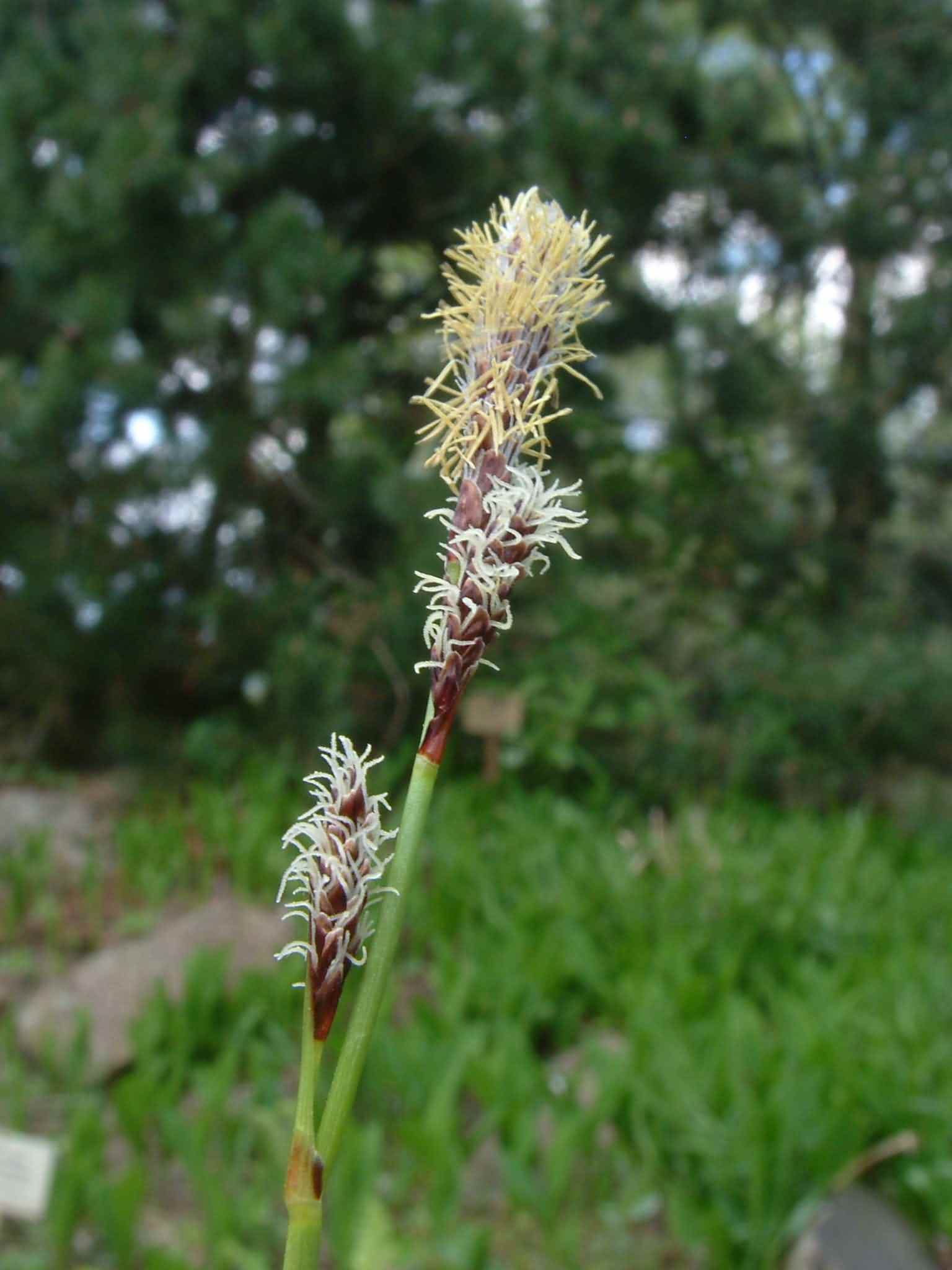 Carex ericetorum 2