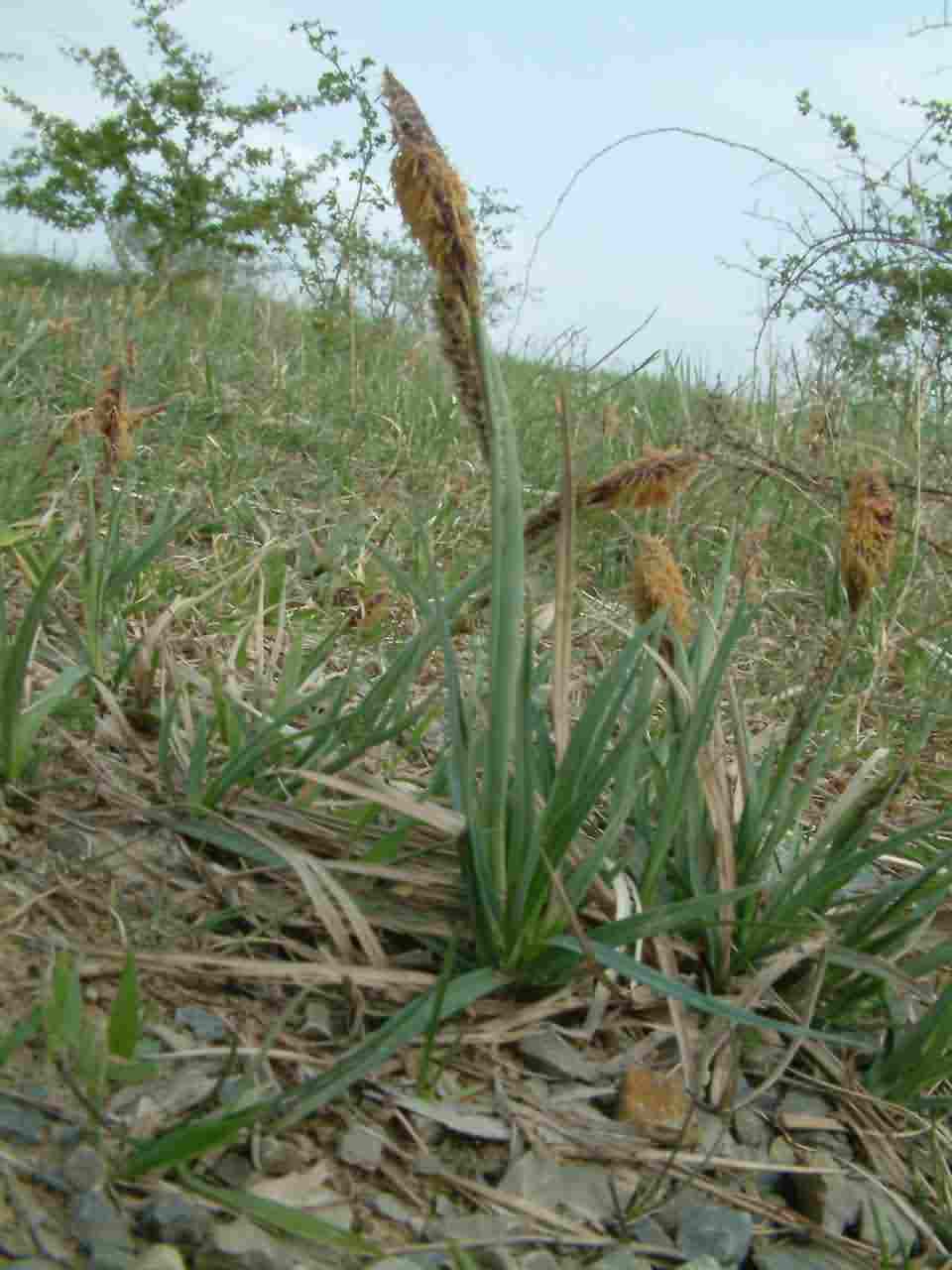 Carex flacca 1