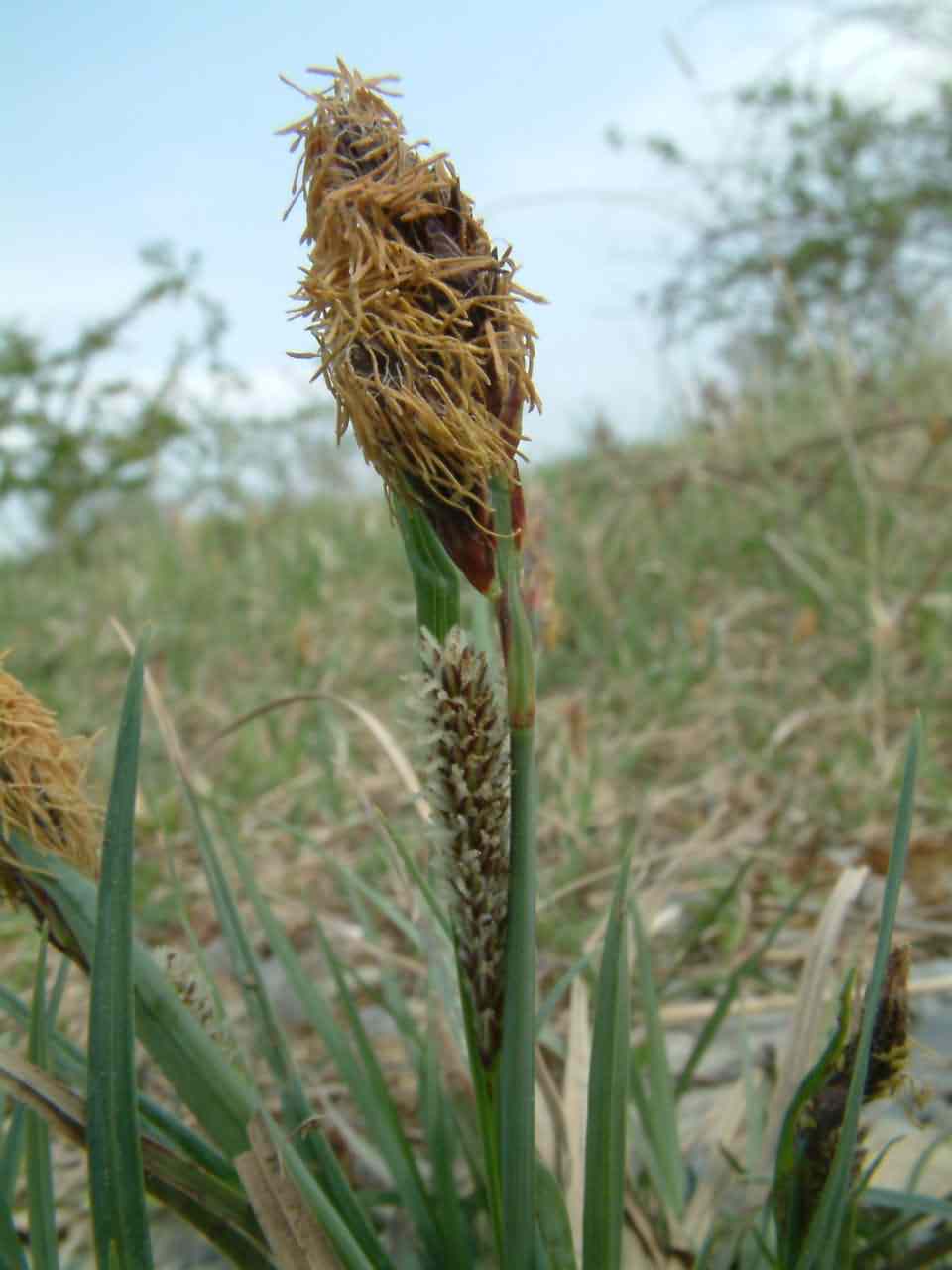 Carex flacca 2