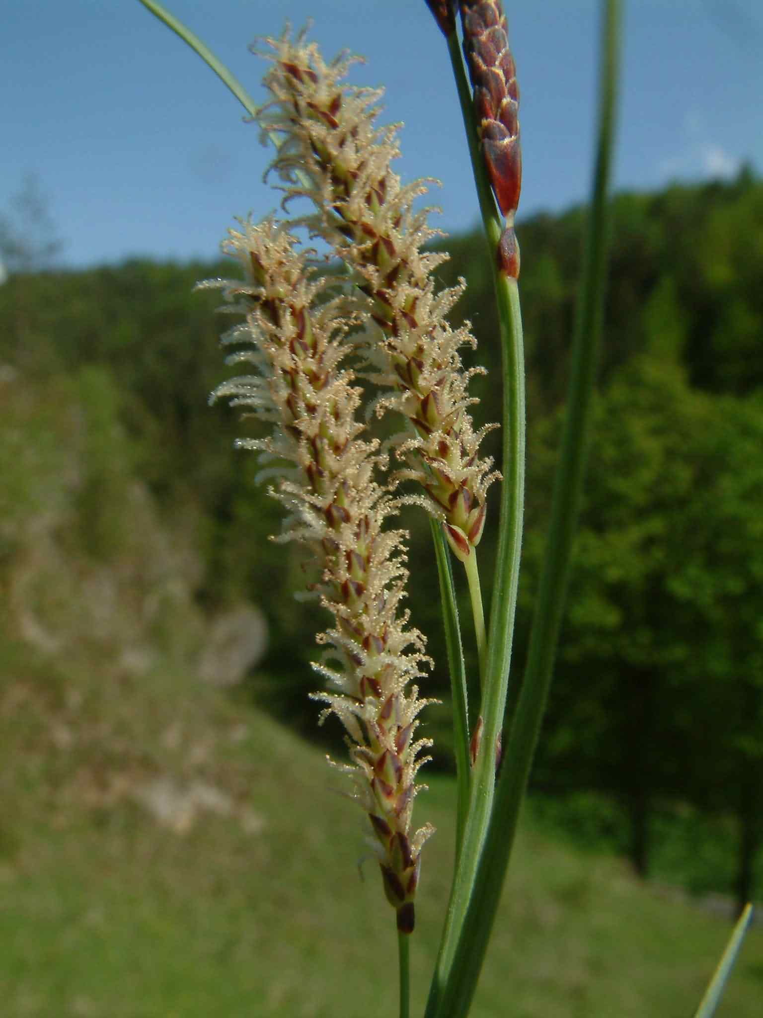 Carex flacca 3