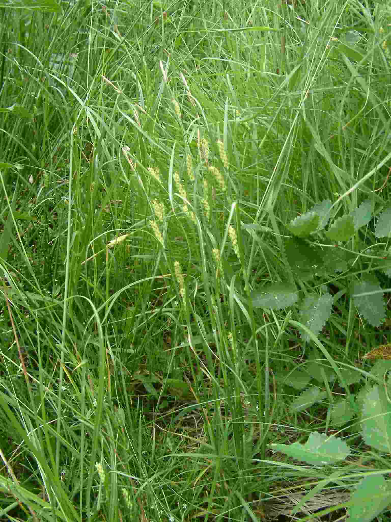 Carex hirta 1