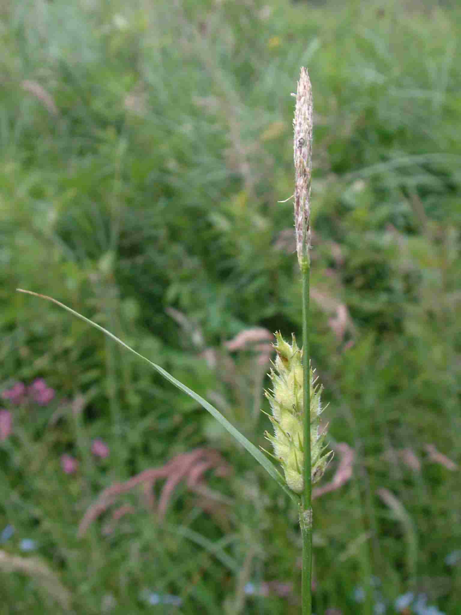 Carex hirta 2