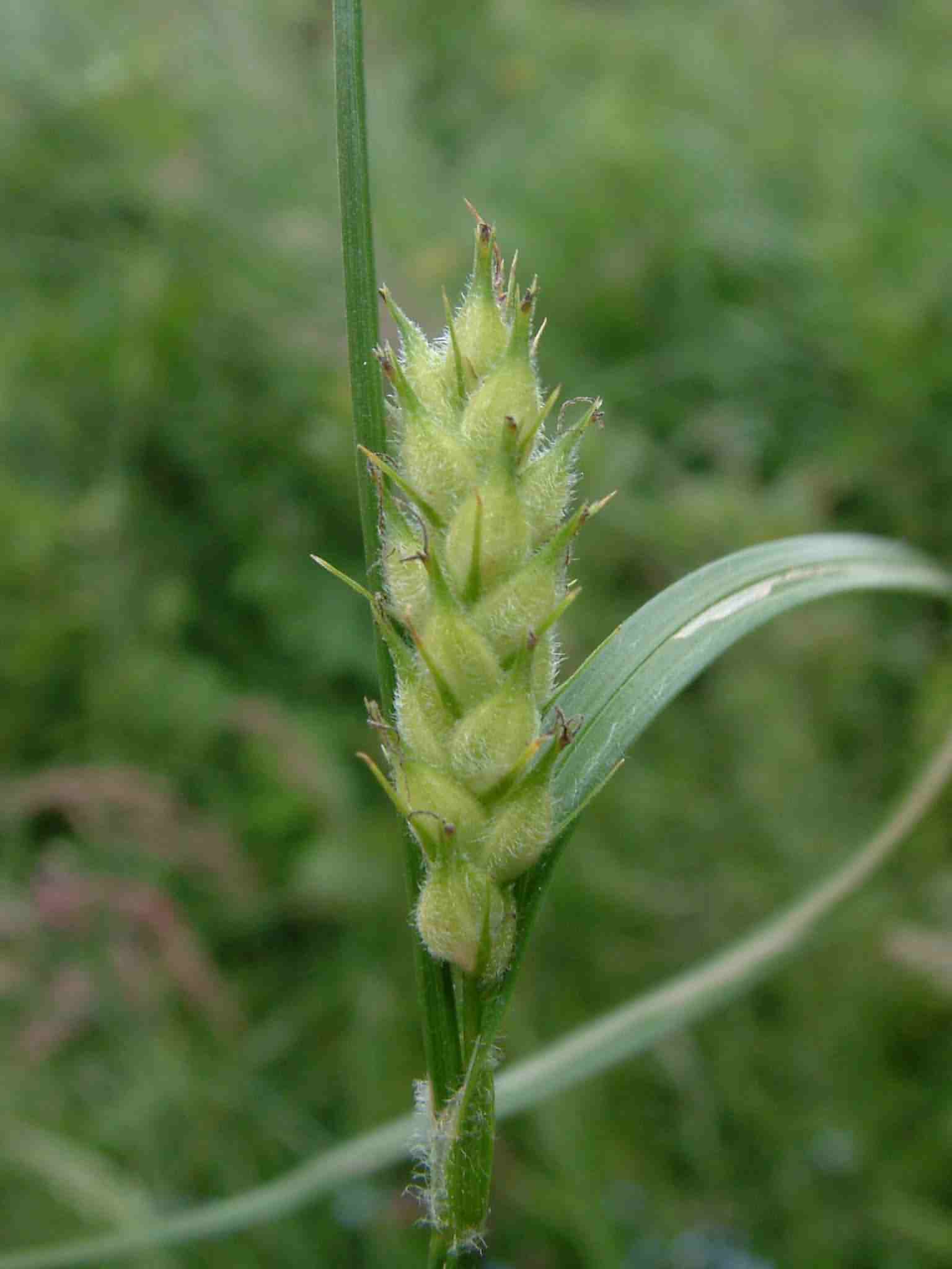 Carex hirta 3