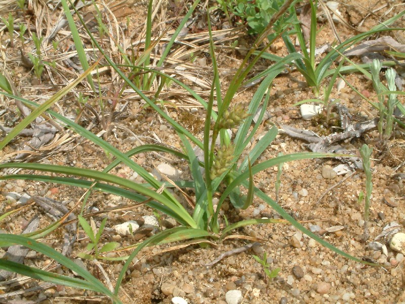 Carex hirta 4