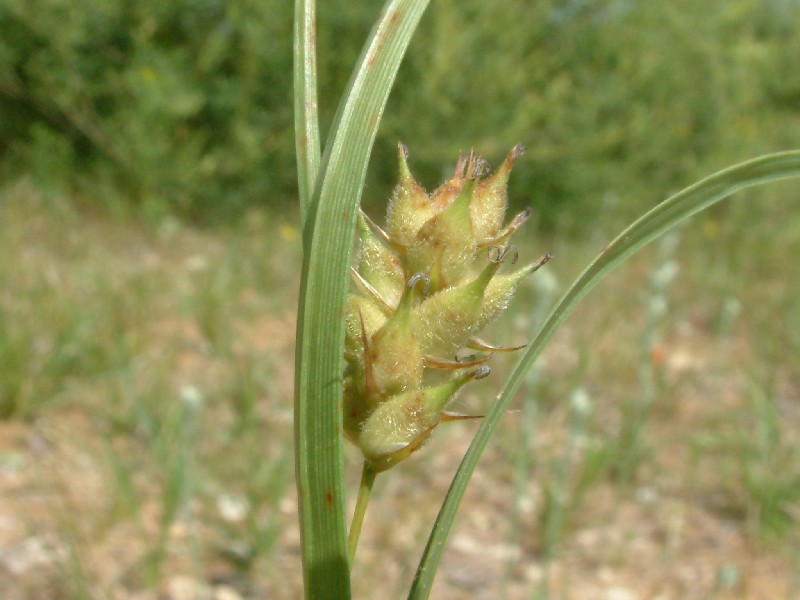 Carex hirta 5