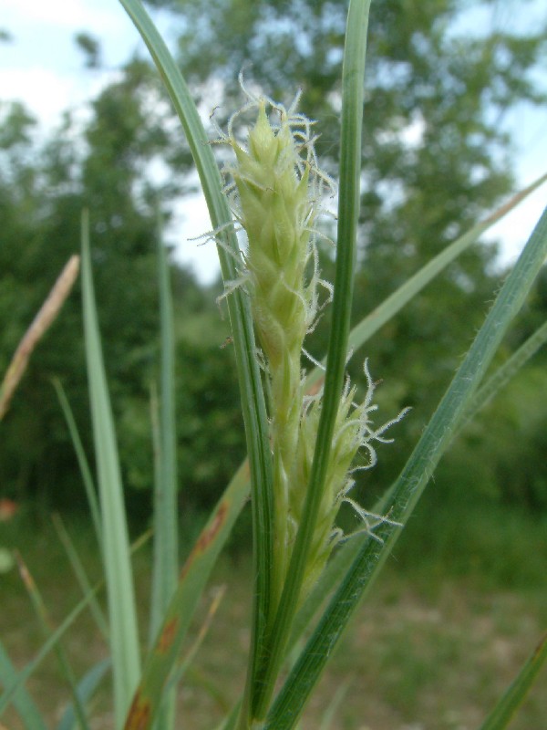 Carex hirta 6