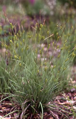 Carex hostiana 1