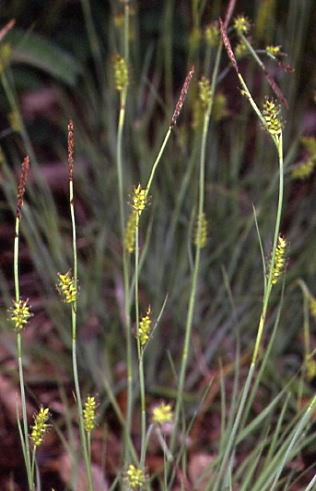 Carex hostiana 2