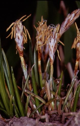 Carex humilis 1