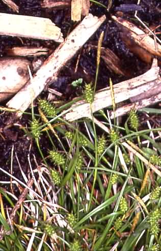 Carex lepidocarpa 1