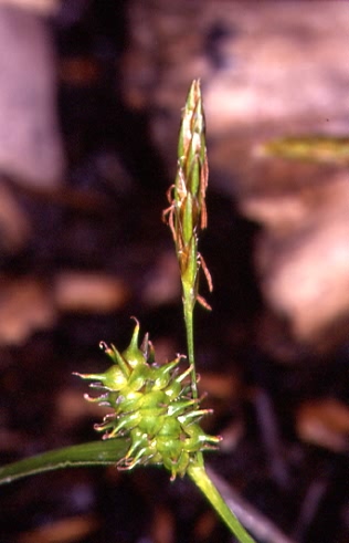 Carex lepidocarpa 2