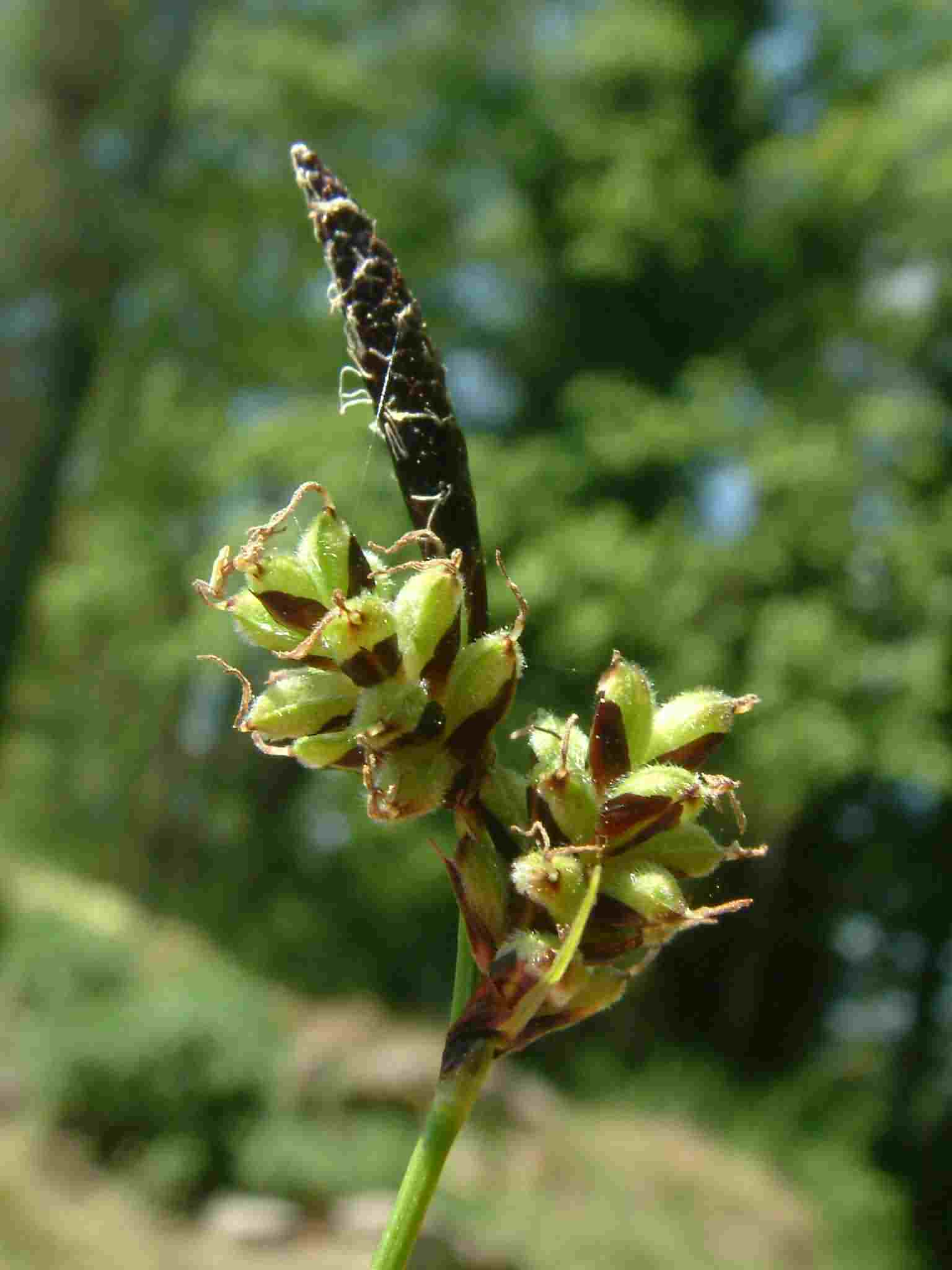 Carex montana 2