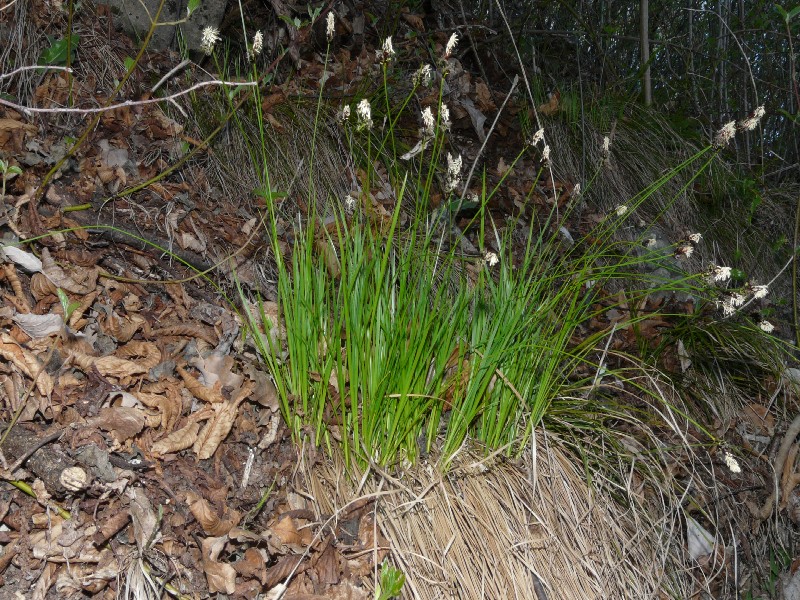 Carex montana 2