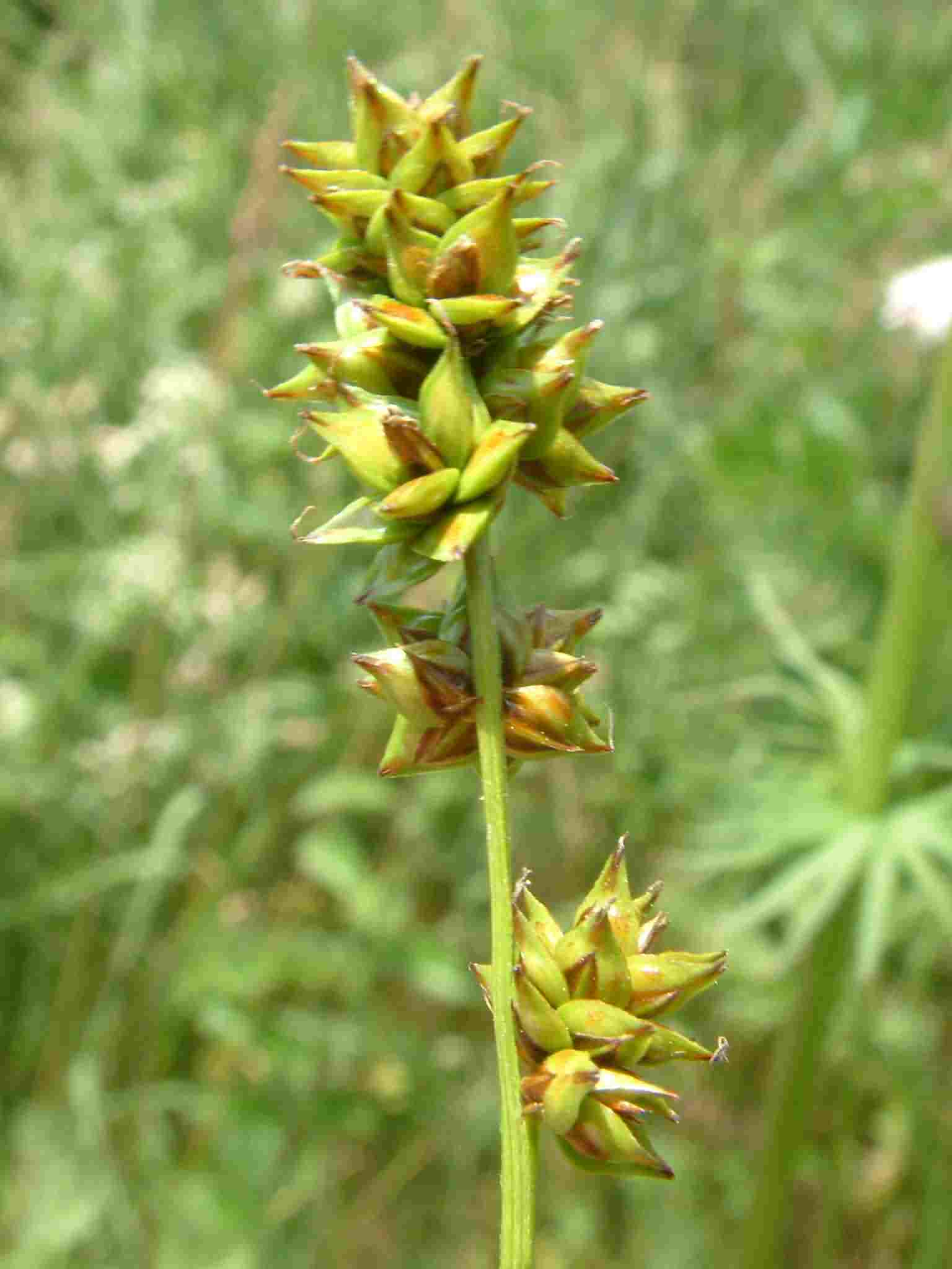 Carex muricata 1