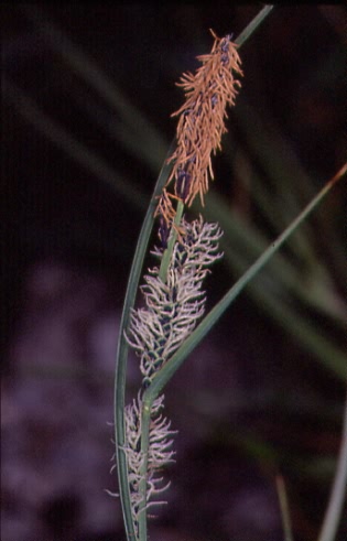 Carex nigra 3