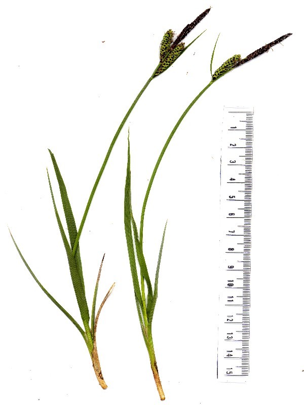 Carex nigra 1