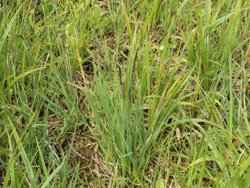 Carex nigra 2