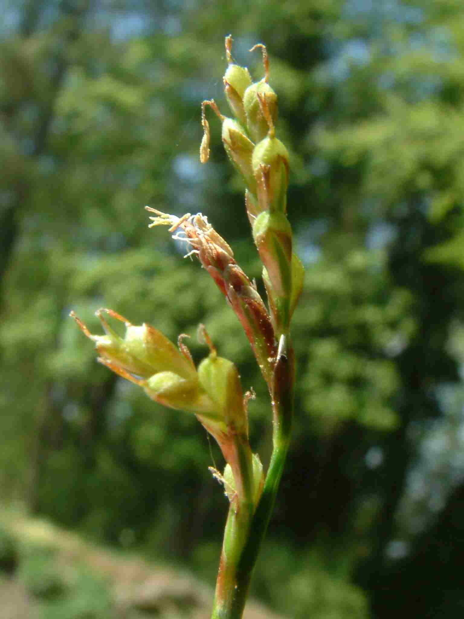 Carex ornithopoda 4