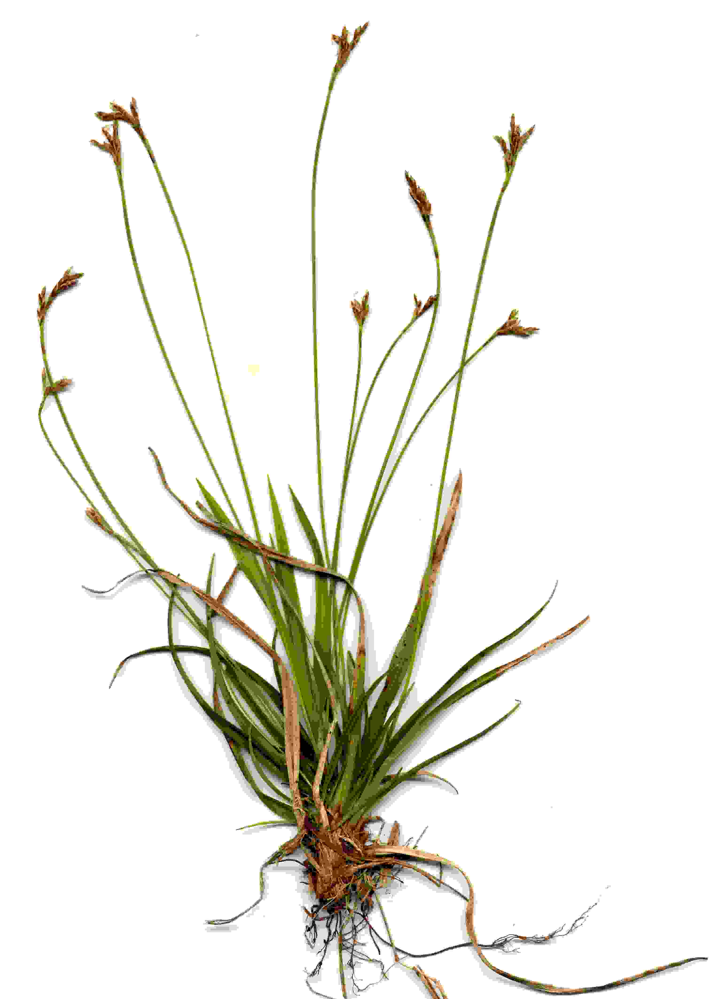 Carex ornithopoda 1