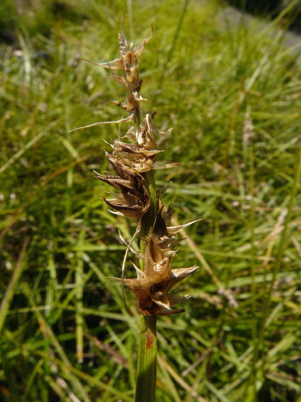 Carex otrubae 1