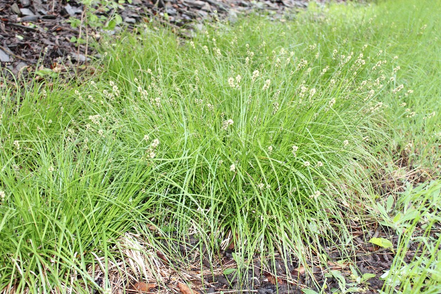 Carex pairae 1