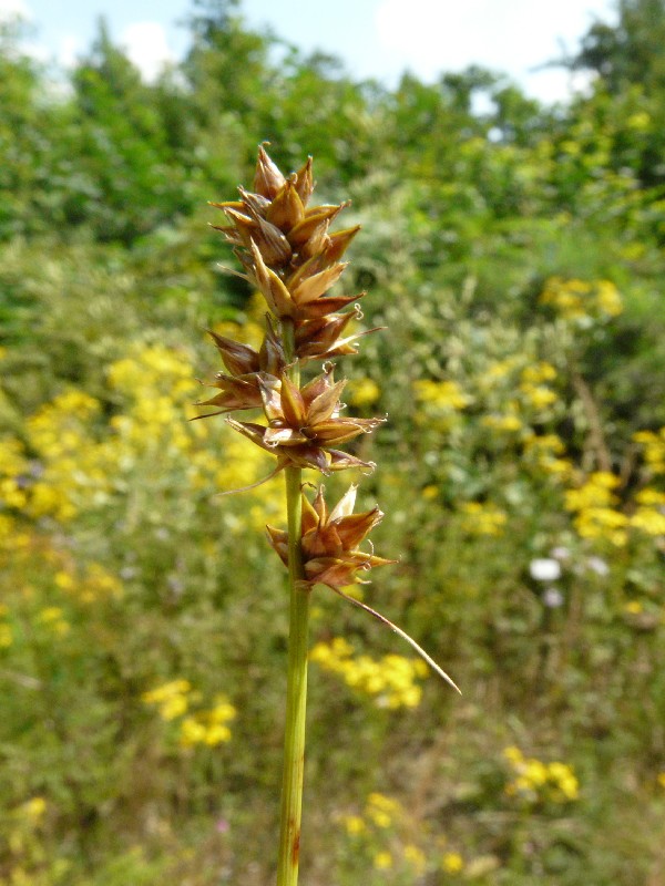 Carex pairae 2
