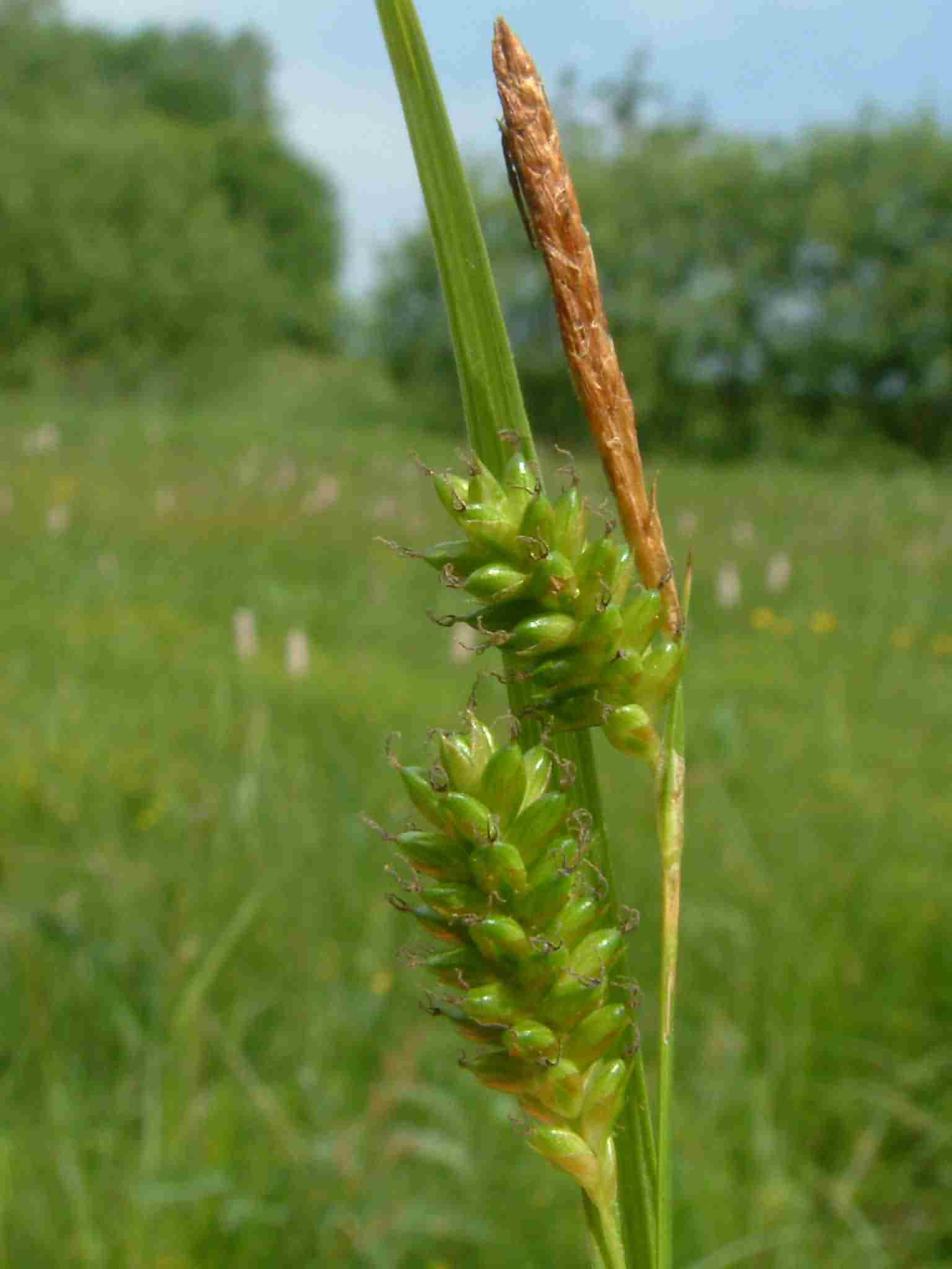 Carex pallescens