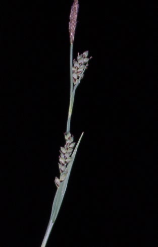 Carex panicea 1